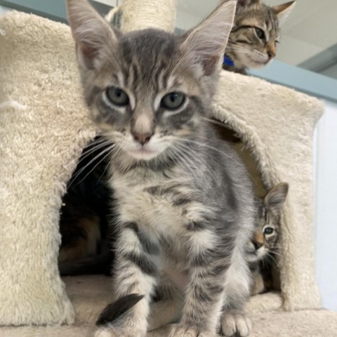 Billie, an adoptable Domestic Medium Hair in Mount Shasta, CA, 96067 | Photo Image 3