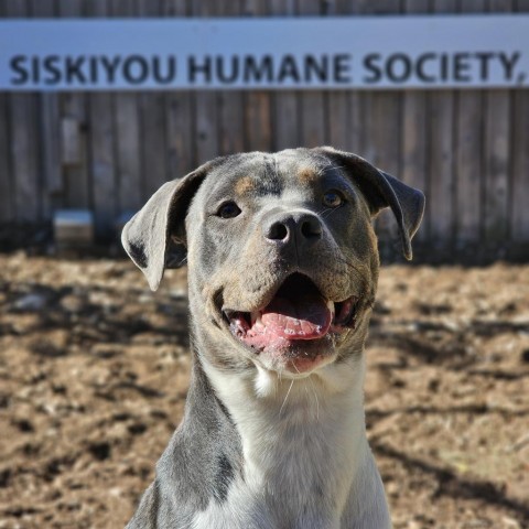 Dolly, an adoptable Pit Bull Terrier, Mixed Breed in Mount Shasta, CA, 96067 | Photo Image 1