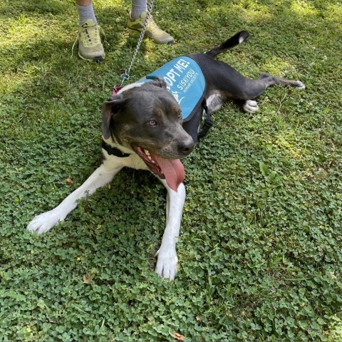 Dolly, an adoptable Pit Bull Terrier, Mixed Breed in Mount Shasta, CA, 96067 | Photo Image 2