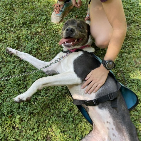 Dolly, an adoptable Pit Bull Terrier, Mixed Breed in Mount Shasta, CA, 96067 | Photo Image 2