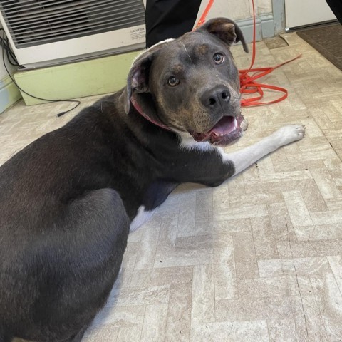 Dolly, an adoptable Pit Bull Terrier, Mixed Breed in Mount Shasta, CA, 96067 | Photo Image 5