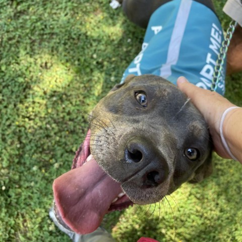 Dolly, an adoptable Pit Bull Terrier, Mixed Breed in Mount Shasta, CA, 96067 | Photo Image 6