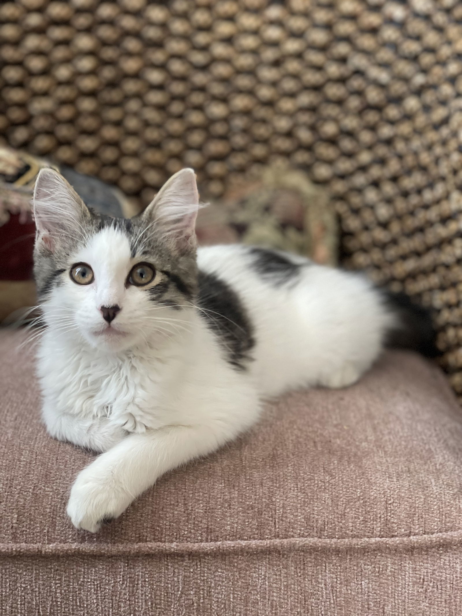 Heartly, an adoptable Ragdoll, Domestic Medium Hair in Riverside, CA, 92503 | Photo Image 2