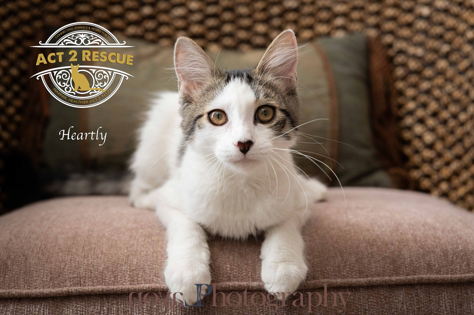 Heartly, an adoptable Ragdoll, Domestic Medium Hair in Riverside, CA, 92503 | Photo Image 3