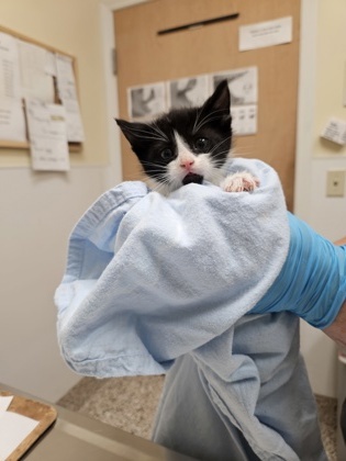 Meatball, an adoptable Domestic Short Hair in Pendleton, OR, 97801 | Photo Image 3