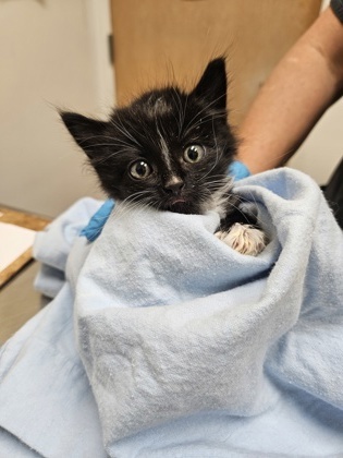 Honeybun, an adoptable Domestic Medium Hair, Domestic Short Hair in Pendleton, OR, 97801 | Photo Image 3