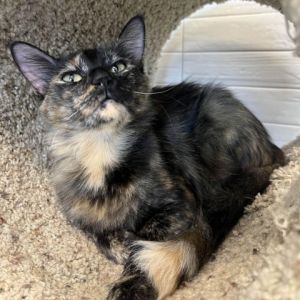 Solara Domestic Short Hair Cat