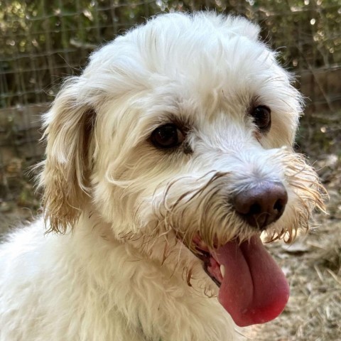 Renan, an adoptable Maltese in Houston, TX, 77006 | Photo Image 1