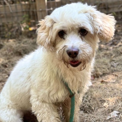 Renan, an adoptable Maltese in Houston, TX, 77006 | Photo Image 2