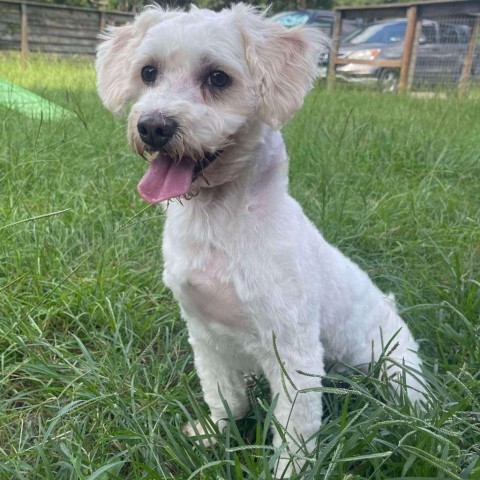 Renan, an adoptable Maltese in Houston, TX, 77006 | Photo Image 3