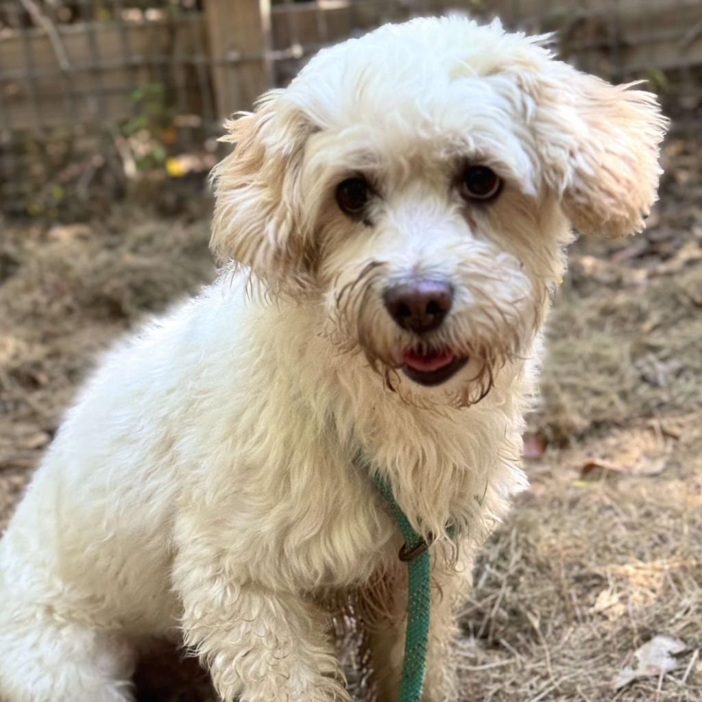 Renan, an adoptable Maltese in Houston, TX, 77006 | Photo Image 3