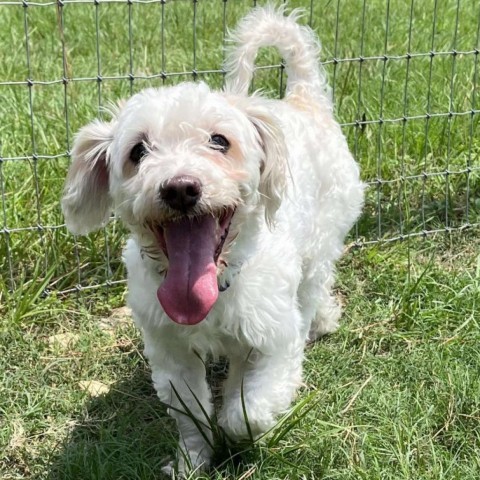 Renan, an adoptable Maltese in Houston, TX, 77006 | Photo Image 4