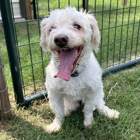 Renan, an adoptable Maltese in Houston, TX, 77006 | Photo Image 5