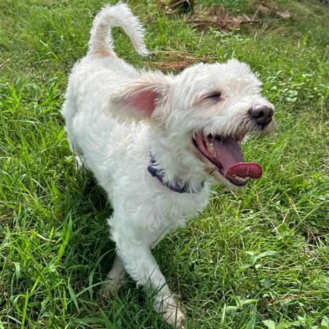 Renan, an adoptable Maltese in Houston, TX, 77006 | Photo Image 6