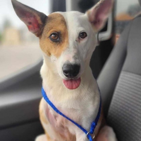 Utah Jazz, an adoptable Basenji, Cattle Dog in Wadena, MN, 56482 | Photo Image 1