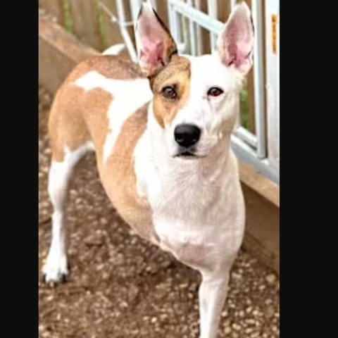 Utah Jazz, an adoptable Basenji, Cattle Dog in Wadena, MN, 56482 | Photo Image 2