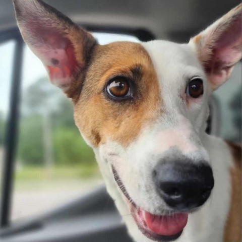 Utah Jazz, an adoptable Basenji, Cattle Dog in Wadena, MN, 56482 | Photo Image 3