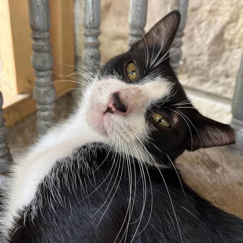 SPATZ, an adoptable Domestic Short Hair in San Antonio, TX, 78212 | Photo Image 1