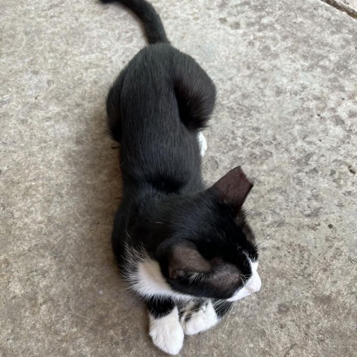 SPATZ 2