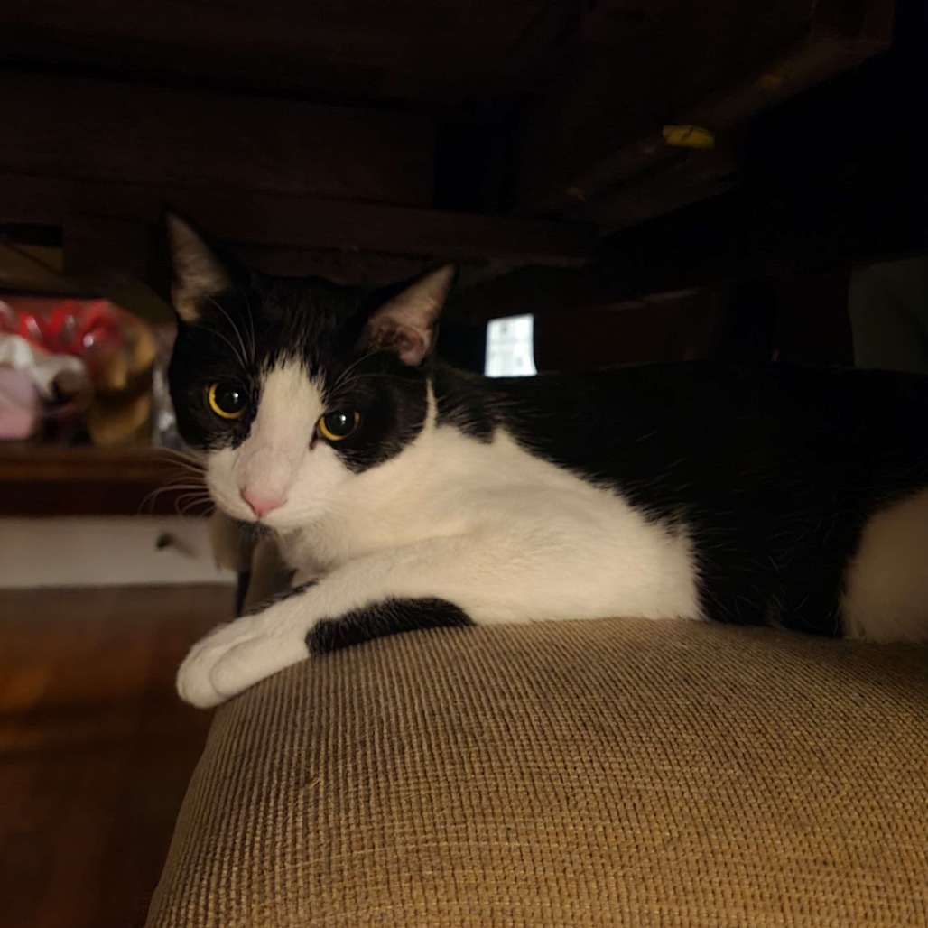 MIEL, an adoptable Domestic Short Hair in San Antonio, TX, 78212 | Photo Image 4