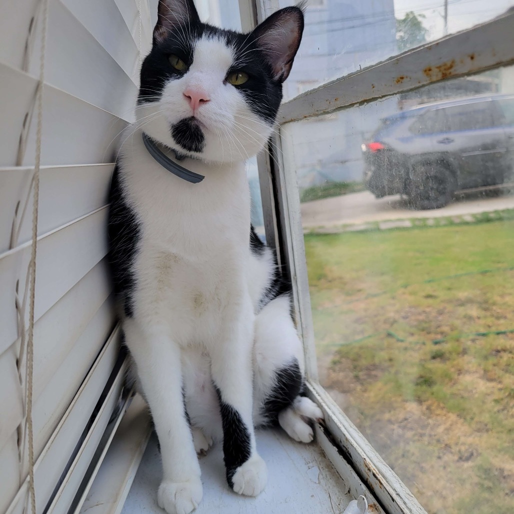 MIEL, an adoptable Domestic Short Hair in San Antonio, TX, 78212 | Photo Image 5