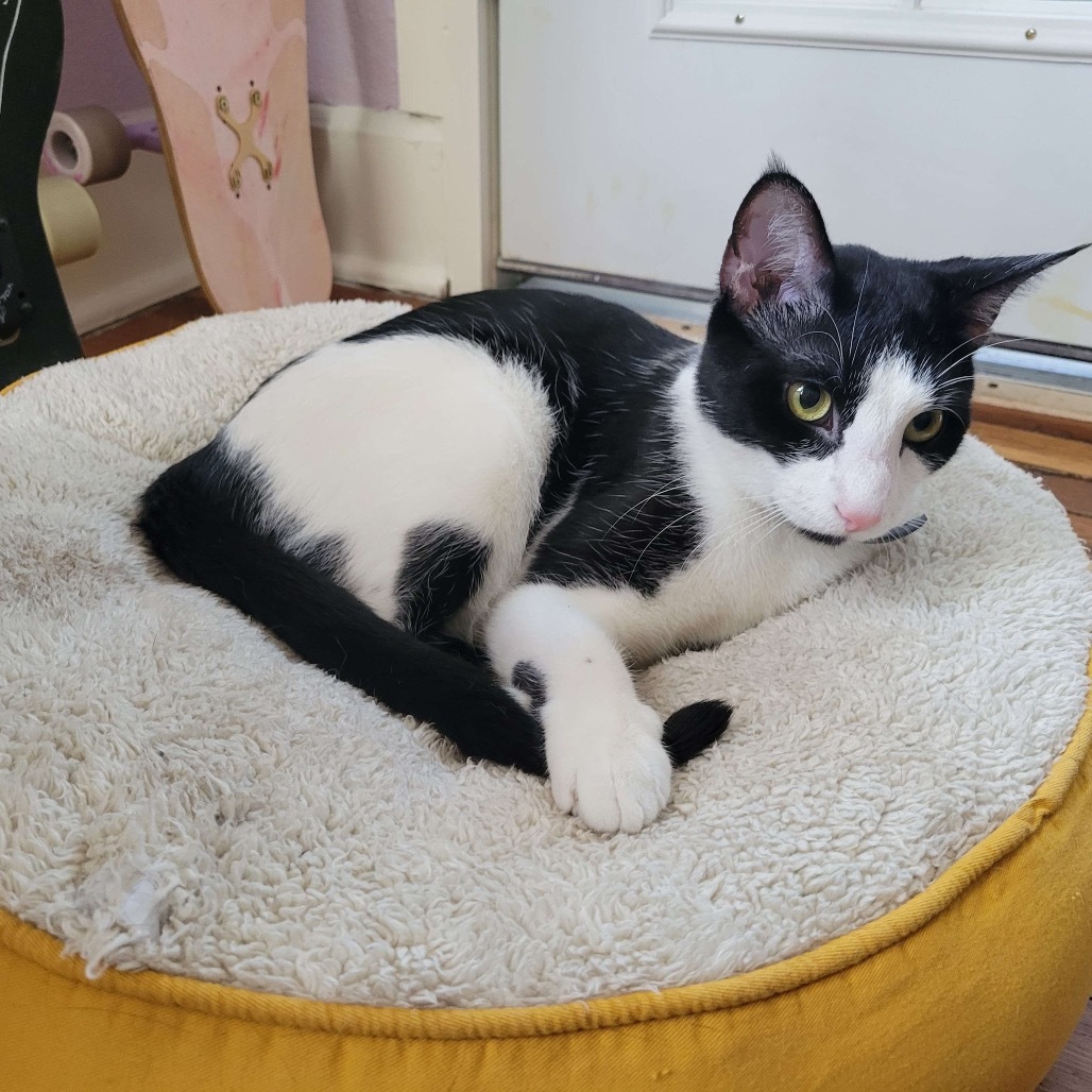 MIEL, an adoptable Domestic Short Hair in San Antonio, TX, 78212 | Photo Image 6