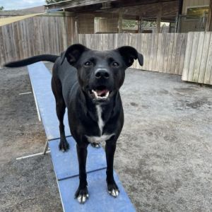 Benji, Adult Male Labrador Retriever