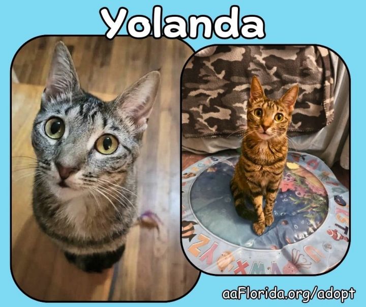 Yolanda - Goddess of Churu 1