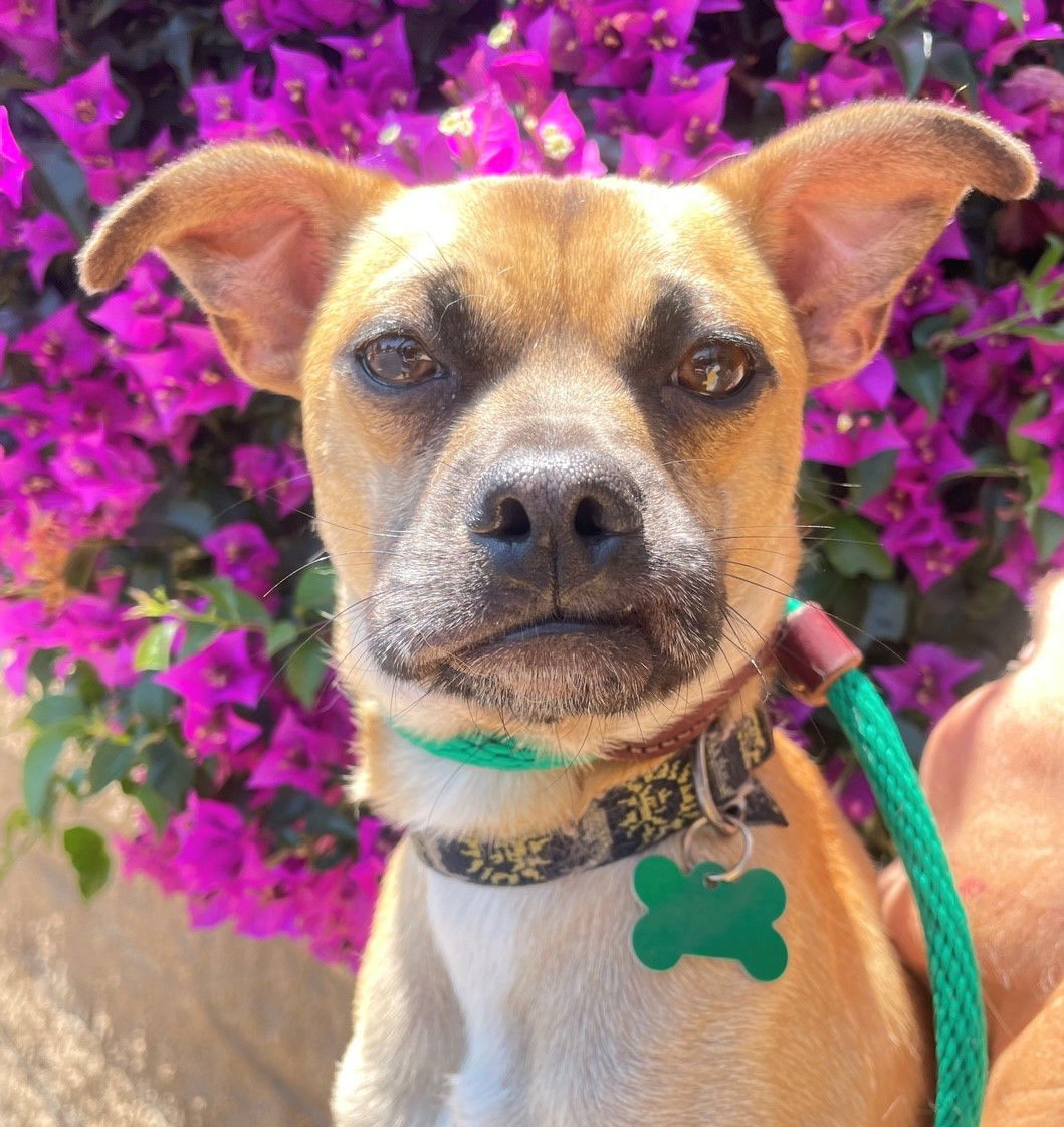 Zion, an adoptable Pug, Chihuahua in Costa Mesa, CA, 92627 | Photo Image 1