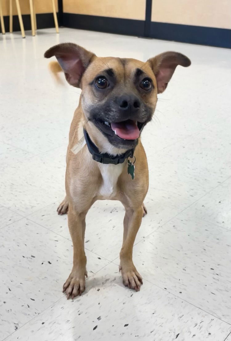 Zion, an adoptable Pug, Chihuahua in Costa Mesa, CA, 92627 | Photo Image 2