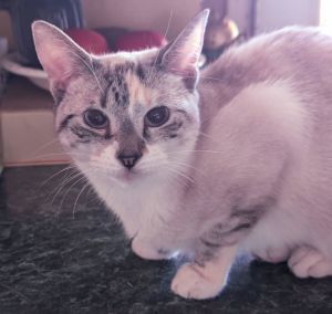 Opal, Young Female Siamese