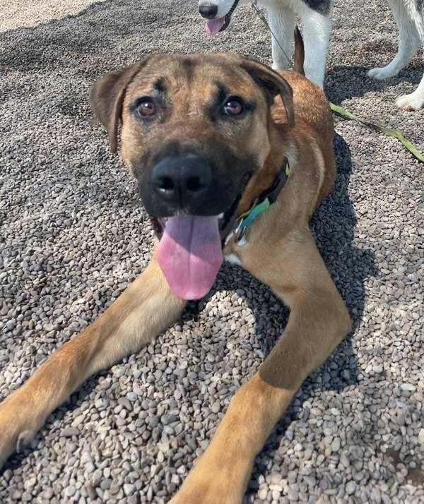 Ella, an adoptable Mixed Breed in Great Falls, MT, 59405 | Photo Image 1