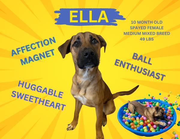 Ella, an adoptable Mixed Breed in Great Falls, MT, 59405 | Photo Image 2