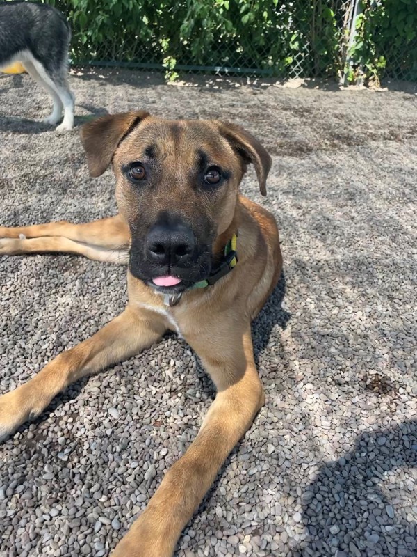 Ella, an adoptable Mixed Breed in Great Falls, MT, 59405 | Photo Image 3