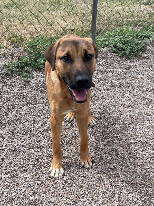 Ella, an adoptable Mixed Breed in Great Falls, MT, 59405 | Photo Image 4