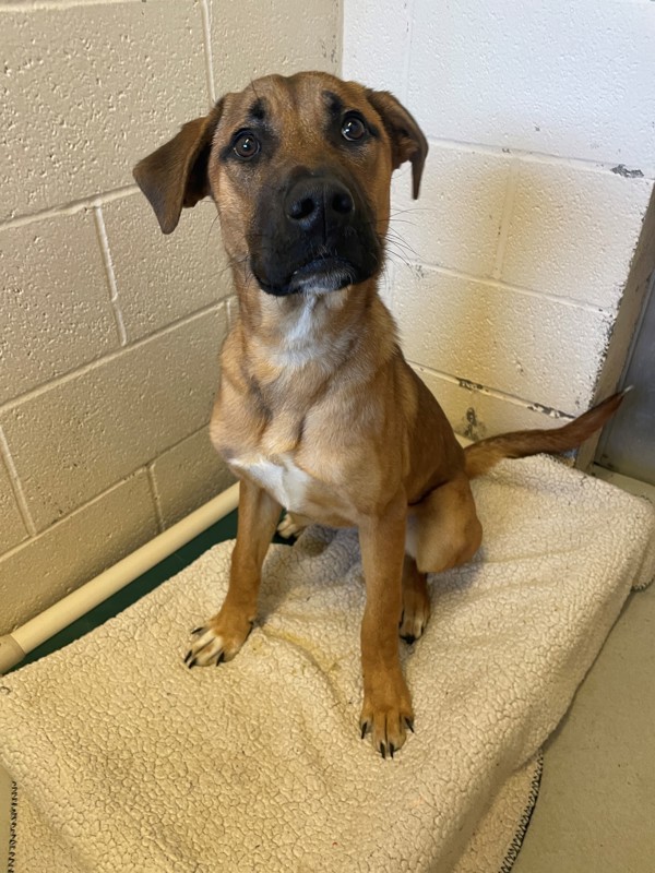 Ella, an adoptable Mixed Breed in Great Falls, MT, 59405 | Photo Image 5