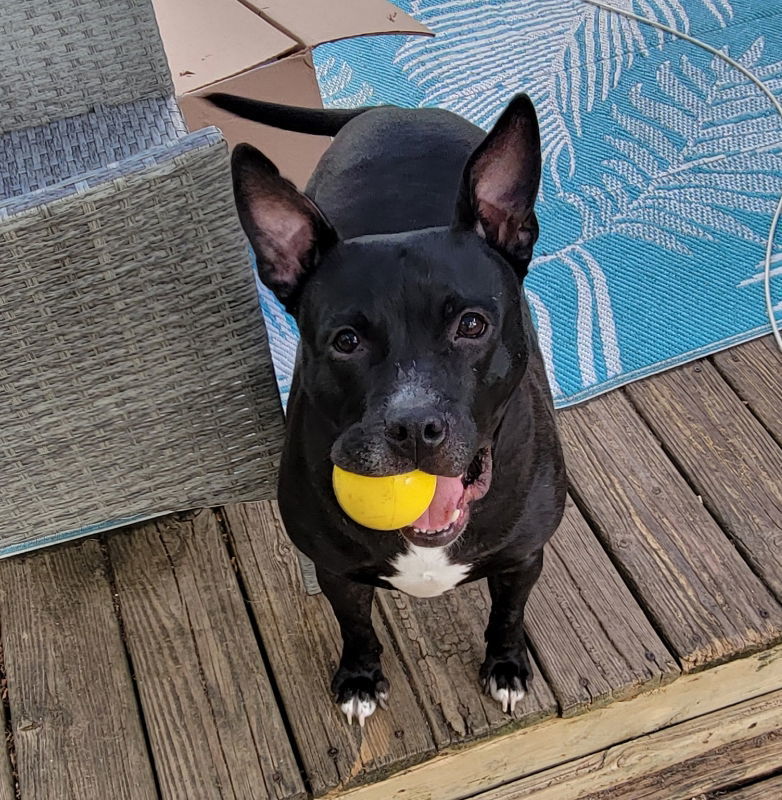 Bunny - Momma, an adoptable Pit Bull Terrier, American Bulldog in Wyoming, MI, 49548 | Photo Image 1