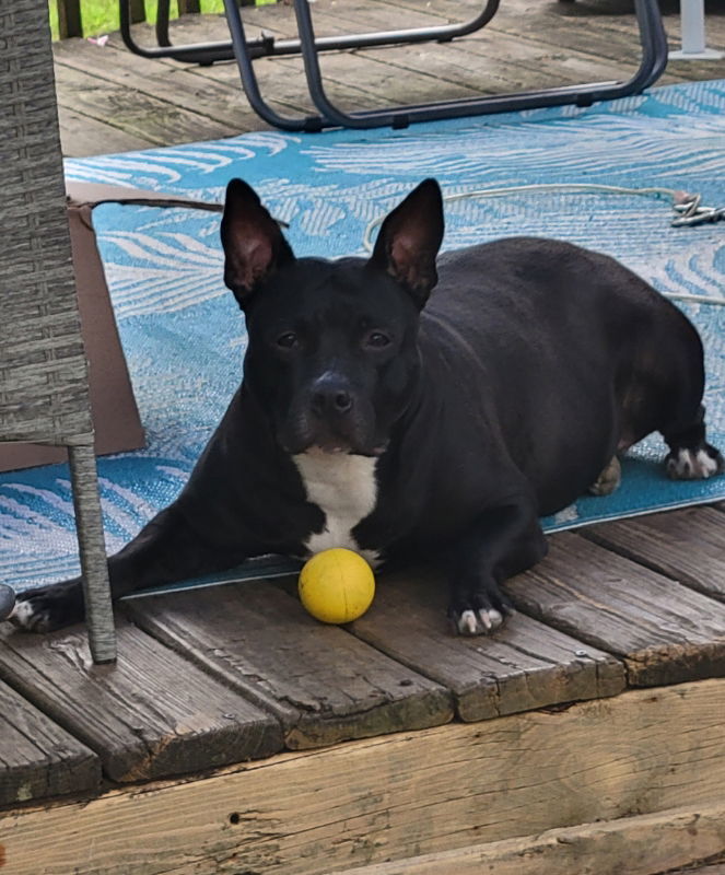 Bunny - Momma, an adoptable Pit Bull Terrier, American Bulldog in Wyoming, MI, 49548 | Photo Image 2