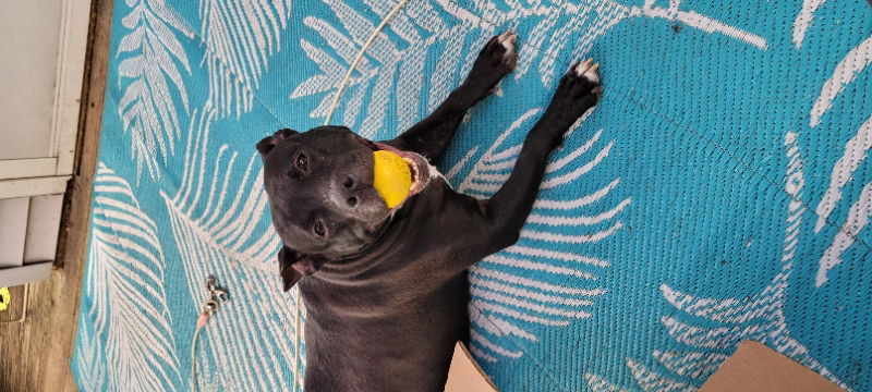 Bunny - Momma, an adoptable Pit Bull Terrier, American Bulldog in Wyoming, MI, 49548 | Photo Image 3