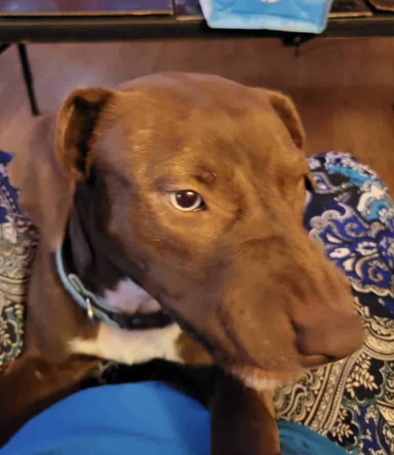 Toby, an adoptable Pit Bull Terrier, Labrador Retriever in Coralville, IA, 52241 | Photo Image 1