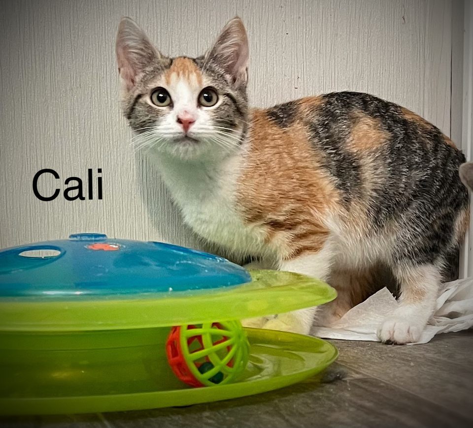 Cali (24-545)