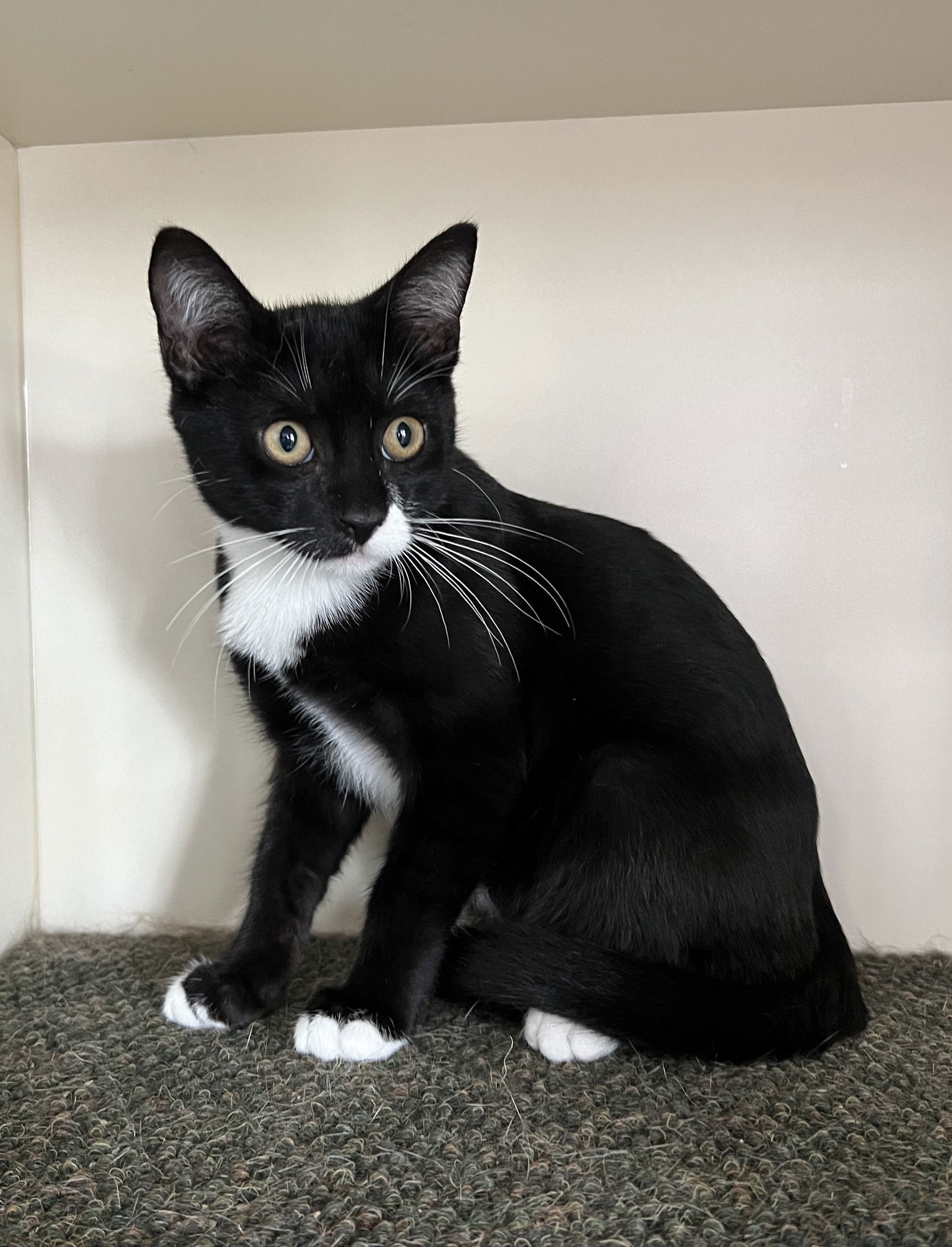 Onyx (24-562)