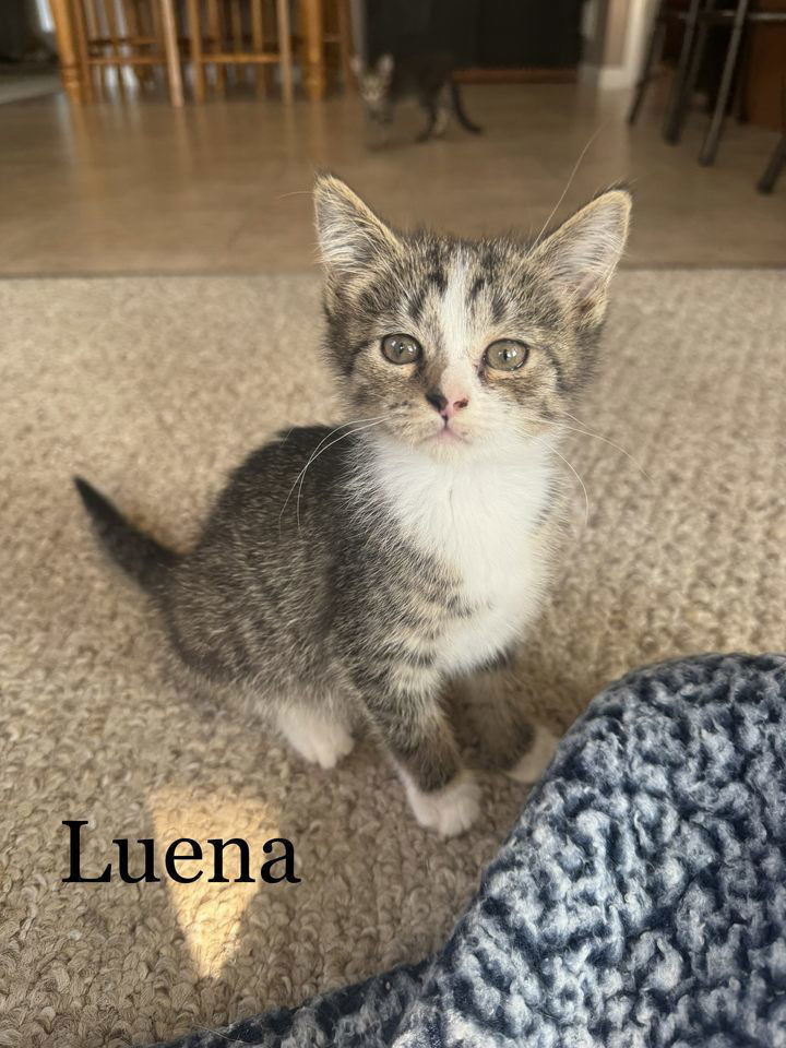 Luena (24-395)