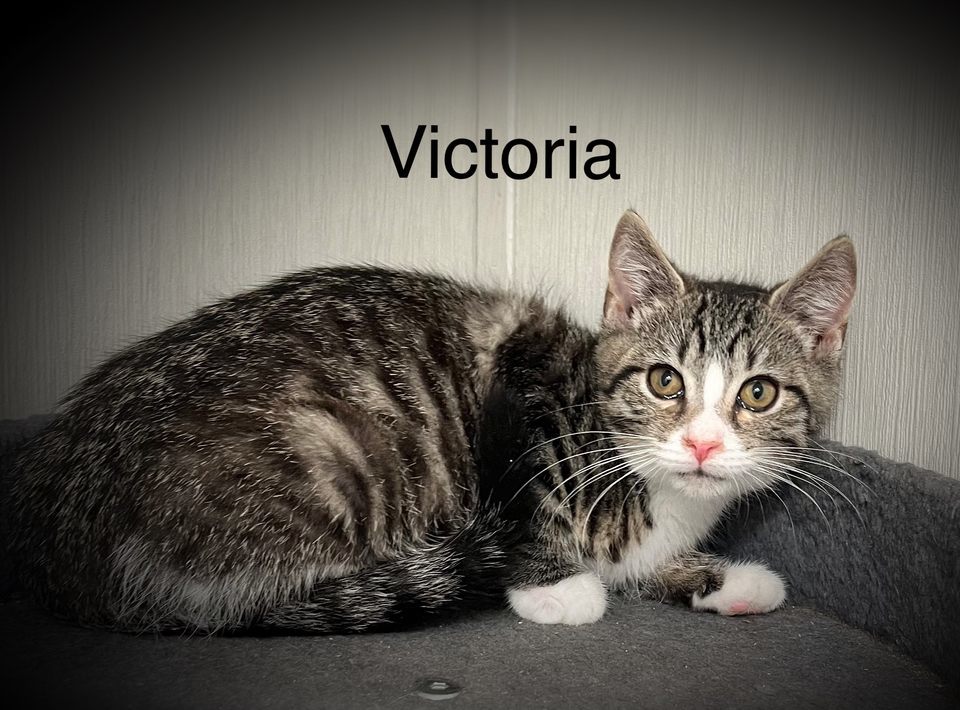 Victoria (24-547)