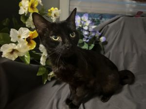 Blossom (FIV+)