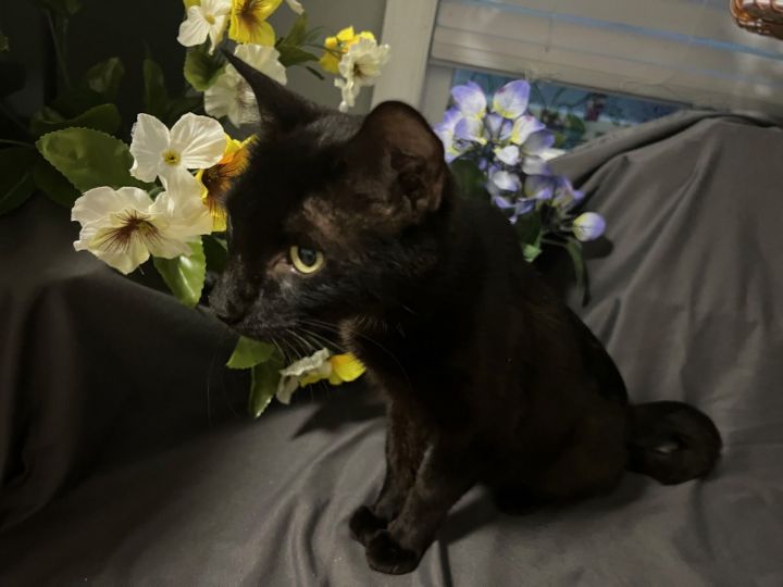 Blossom (FIV+) 3