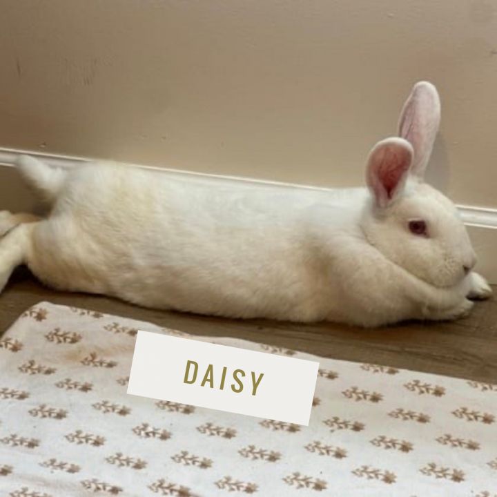 Daisy 5