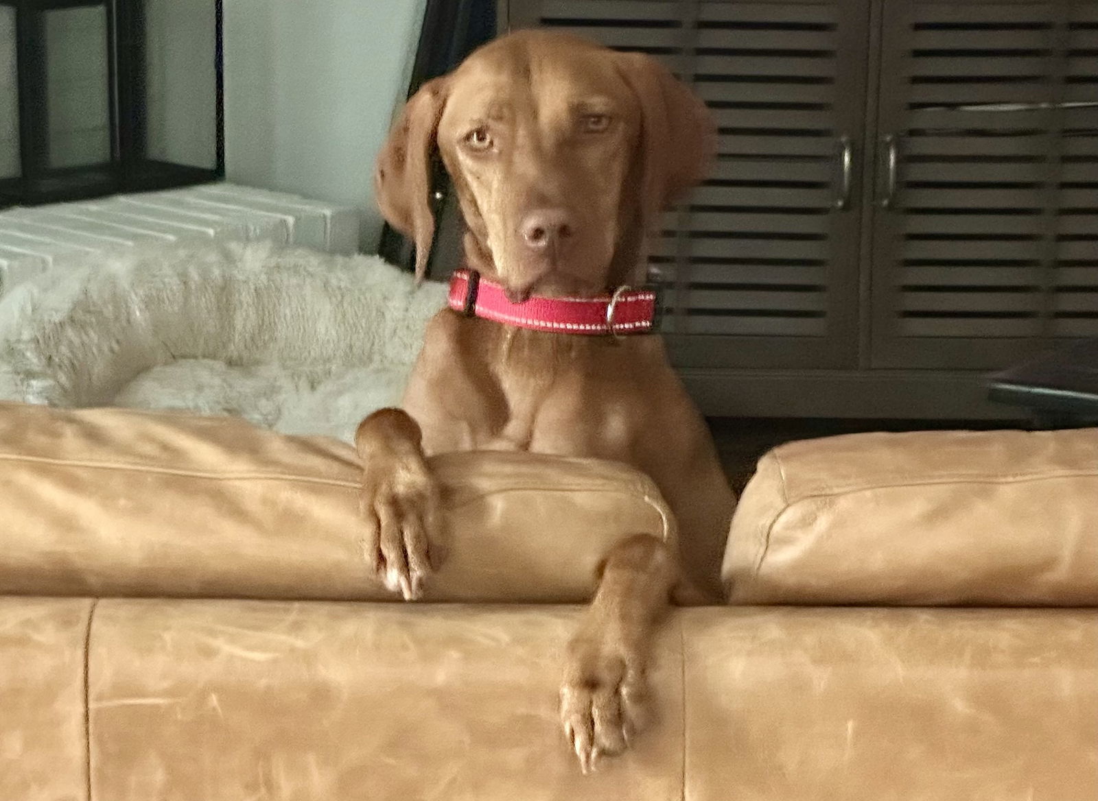 Vida, an adoptable Vizsla in Denton, TX, 76205 | Photo Image 1