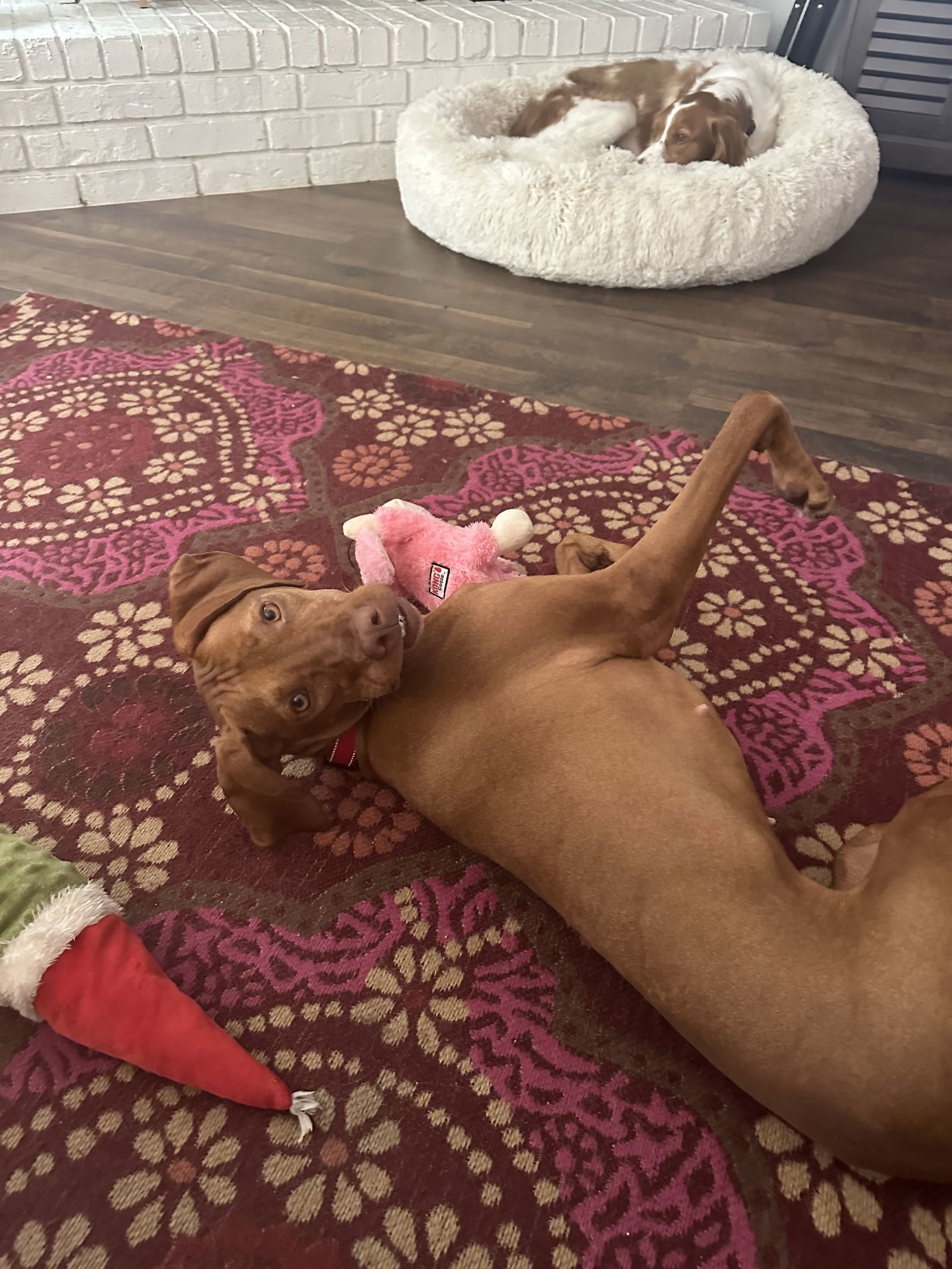 Vida, an adoptable Vizsla in Denton, TX, 76205 | Photo Image 2