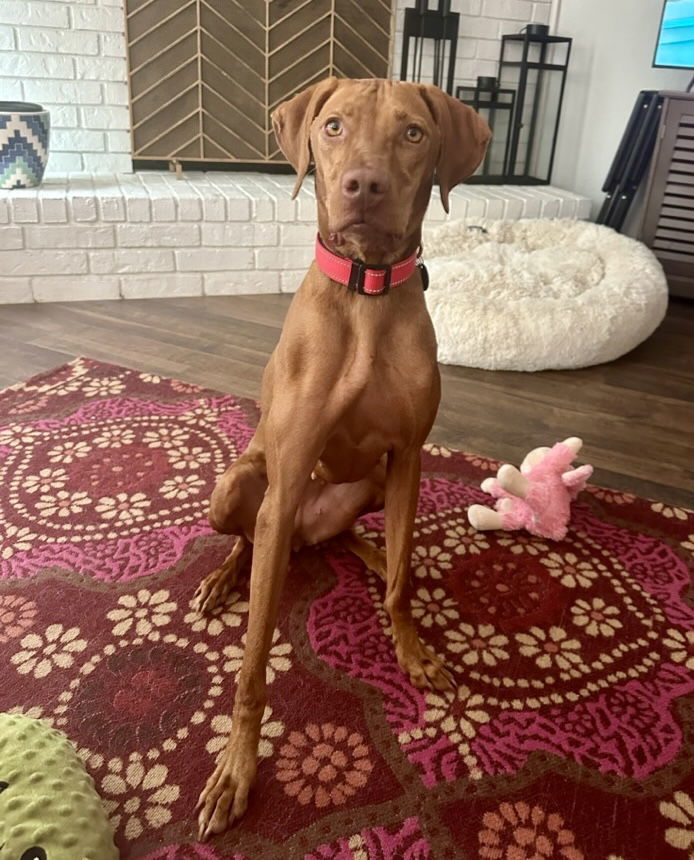 Vida, an adoptable Vizsla in Denton, TX, 76205 | Photo Image 3